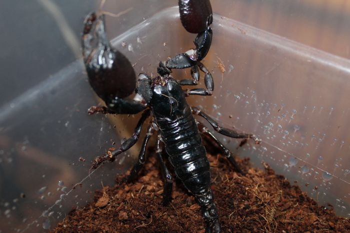 Scorpion Feb 20 2017 (6) Scorpion Feb 20 2017 (6)