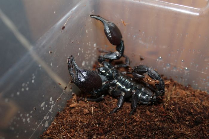 Scorpion Feb 20 2017 (9)