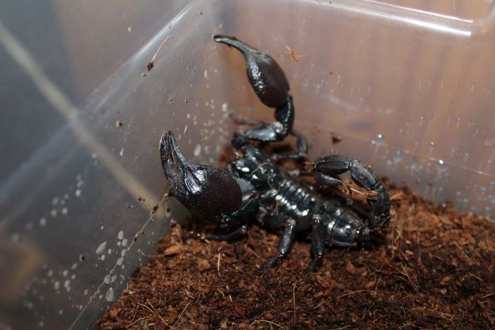 Scorpion Feb 20 2017 (9) Scorpion Feb 20 2017 (9)