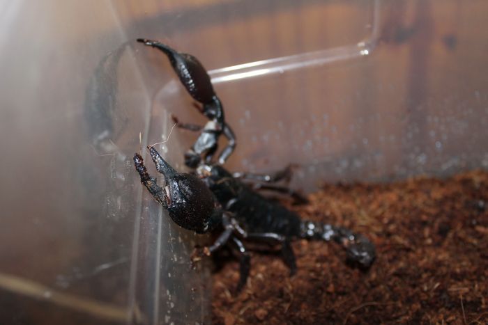 Scorpion Feb 20 2017 (2) Scorpion Feb 20 2017 (2)