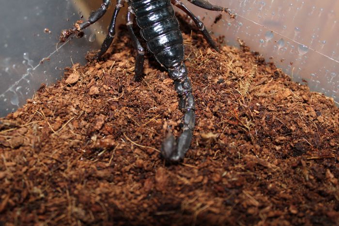 Scorpion Feb 20 2017 (5) Scorpion Feb 20 2017 (5)