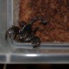 Scorpion Feb 20 2017 (3)