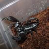 Scorpion Feb 20 2017 (8)