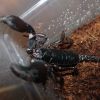 Scorpion Feb 20 2017 (4)