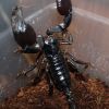 Scorpion Feb 20 2017 (6)