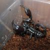 Scorpion Feb 20 2017 (9)