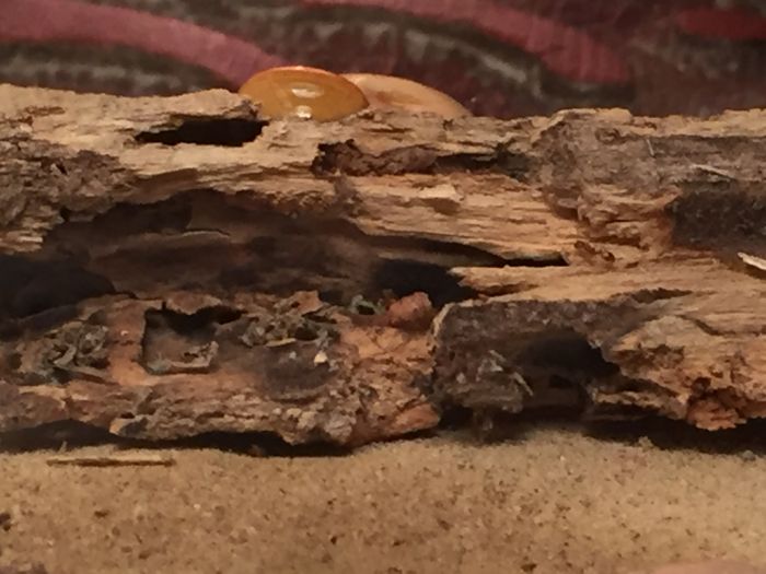 nest