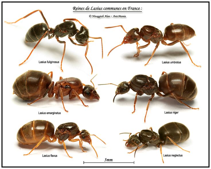 Lasius queens