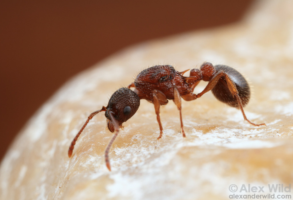 Myrmica Sp1 XL - Alex wild