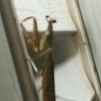 Pray Mantis