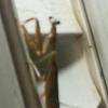Pray Mantis