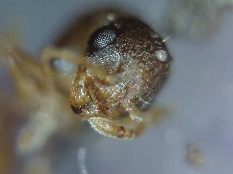 Temnothorax duloticus