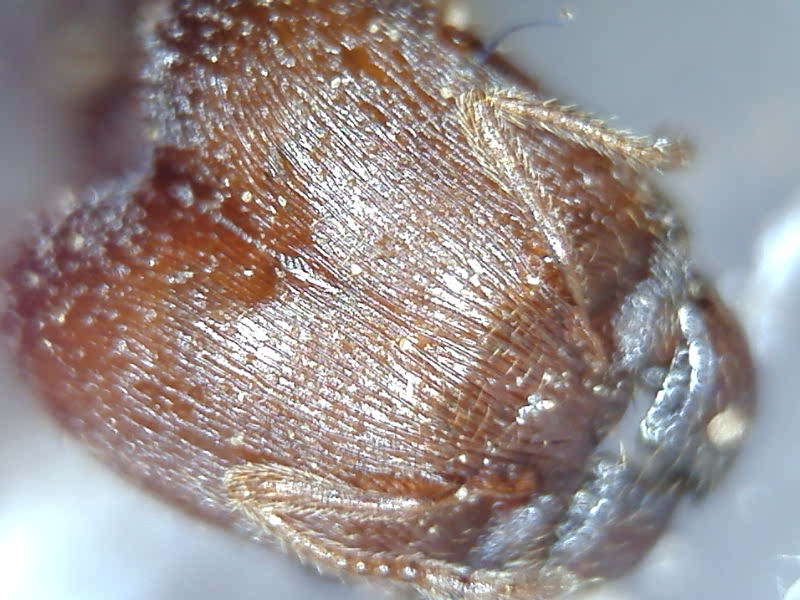 Pheidole cf. wheelerorum