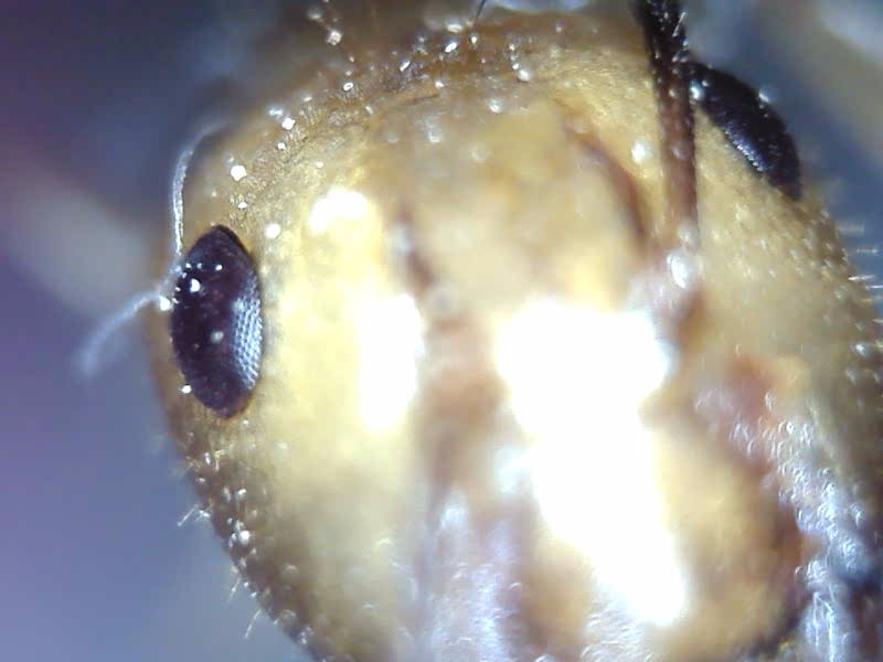 Camponotus fragilis
