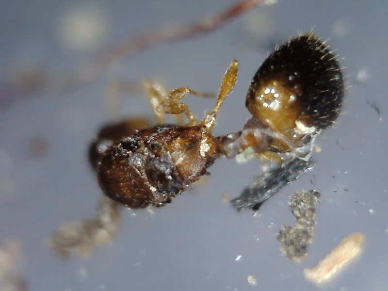 Temnothorax duloticus