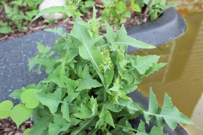 Common sow-thistle