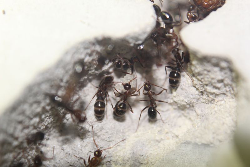 Formica pallidefulva