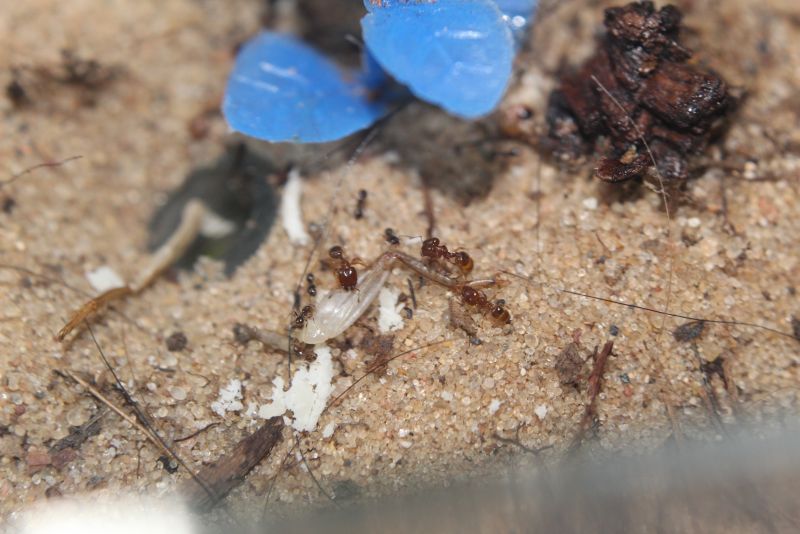 Pheidole bicarinata