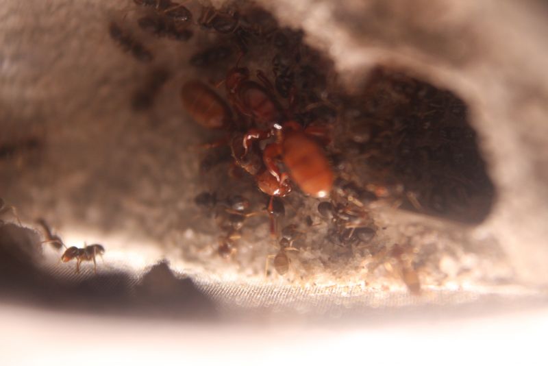 Lasius latipes