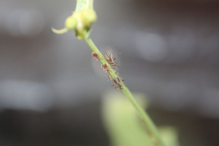 Captive Uroleucon sonchii