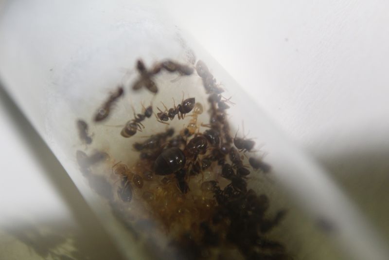 Lasius speculiventris