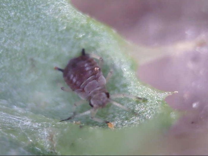 Aphid