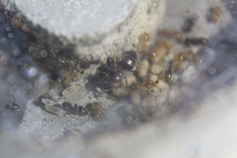 Lasius speculiventris