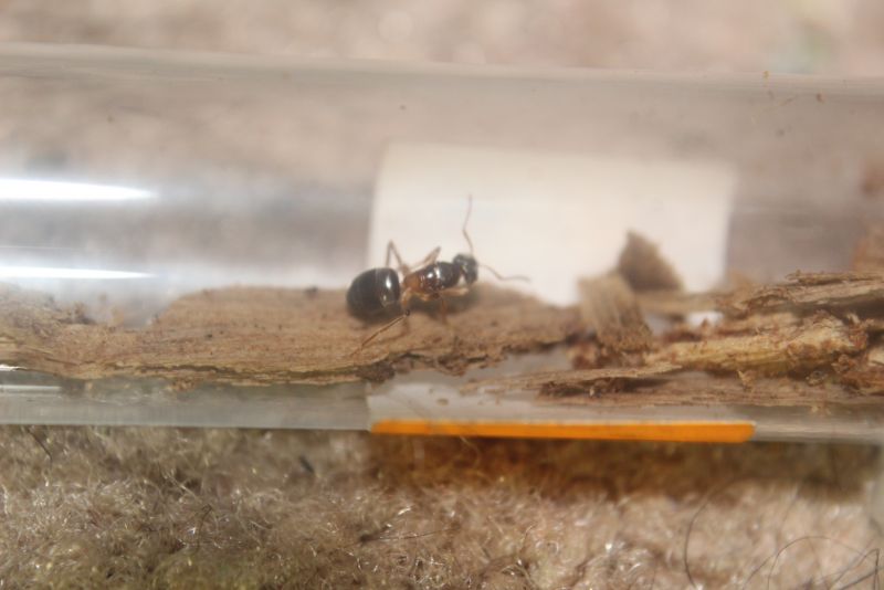 Lasius speculiventris queen