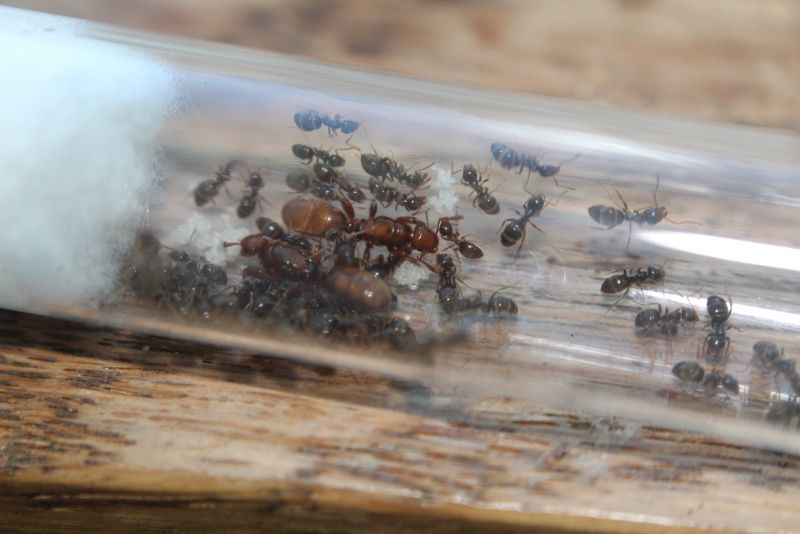 Lasius latipes