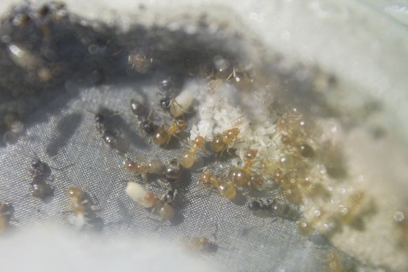 Lasius aphidicola