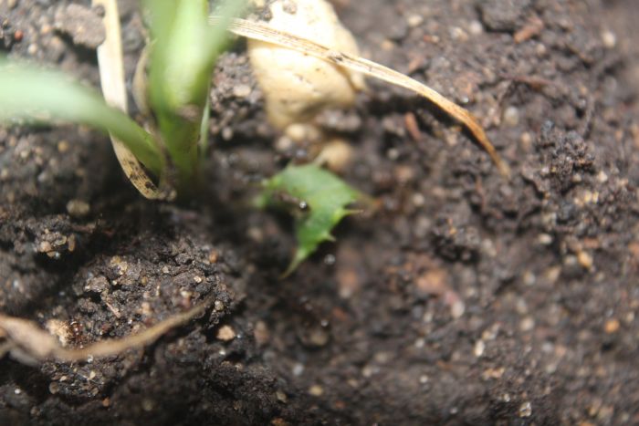 Tetramorium with aphids