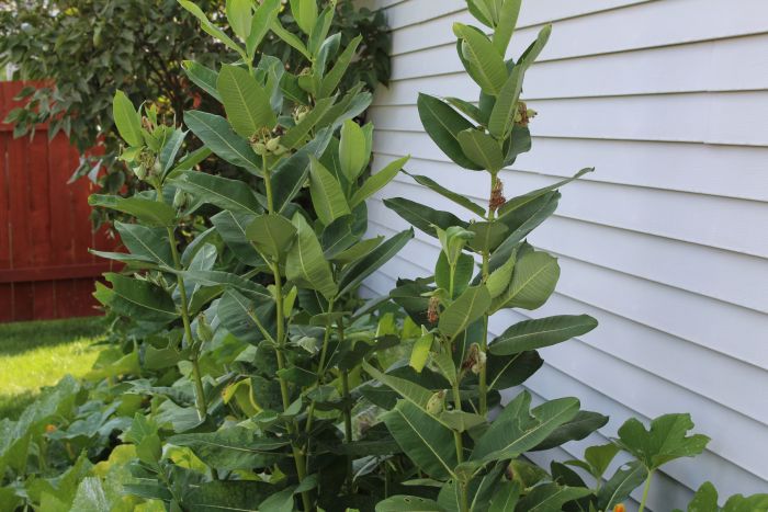 Milkweed