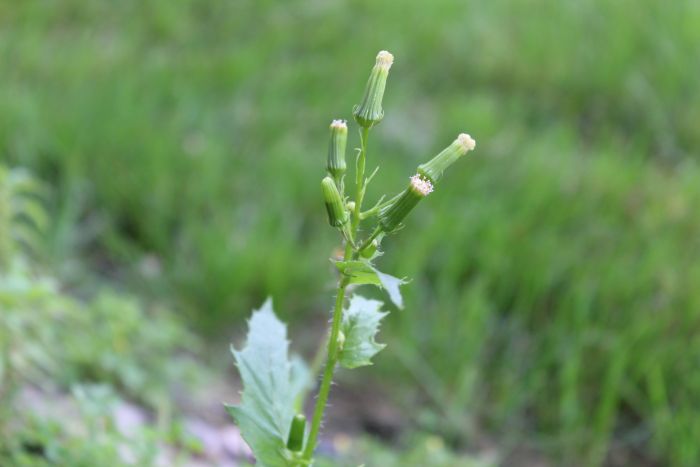 erechtite sp.