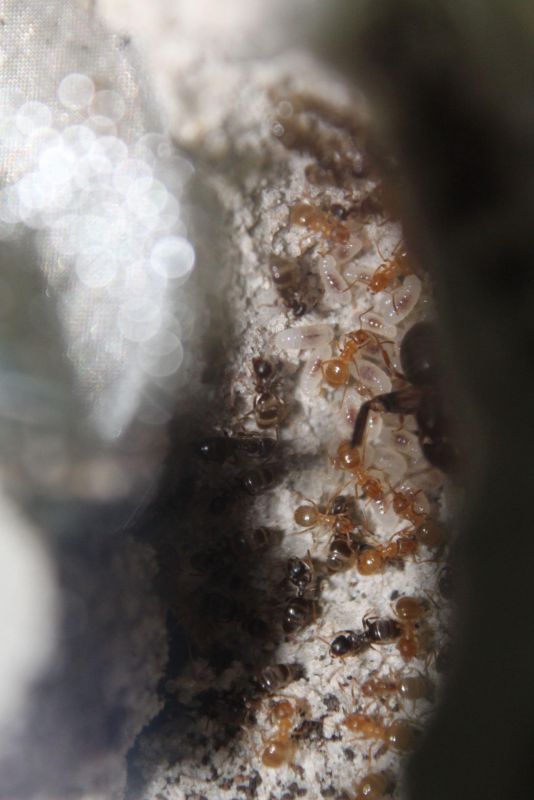 Lasius speculiventris