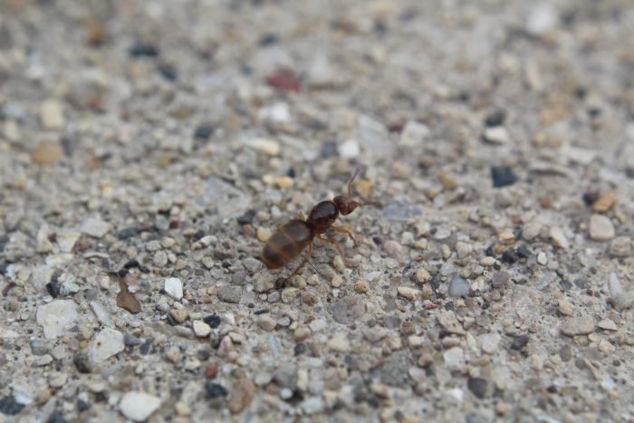 Lasius brevicornis queen