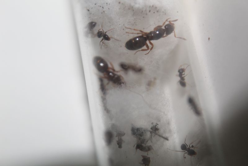 Lasius claviger