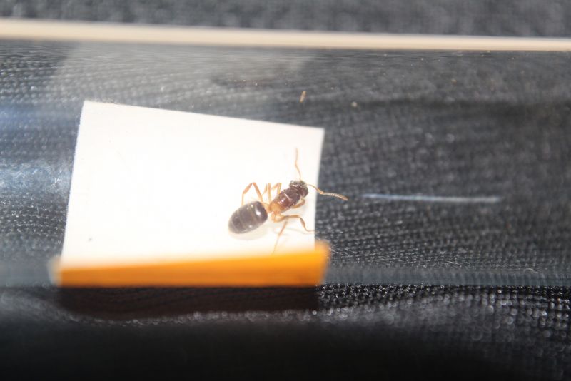 Lasius speculiventris queen