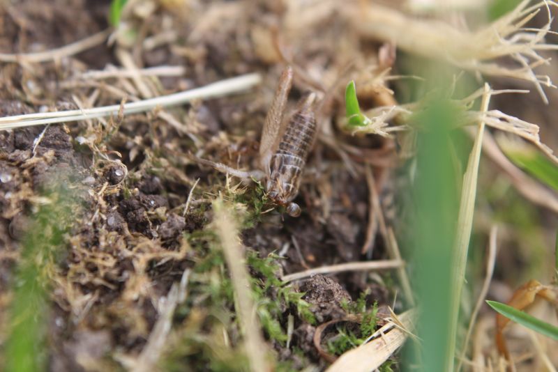 Lasius neoniger