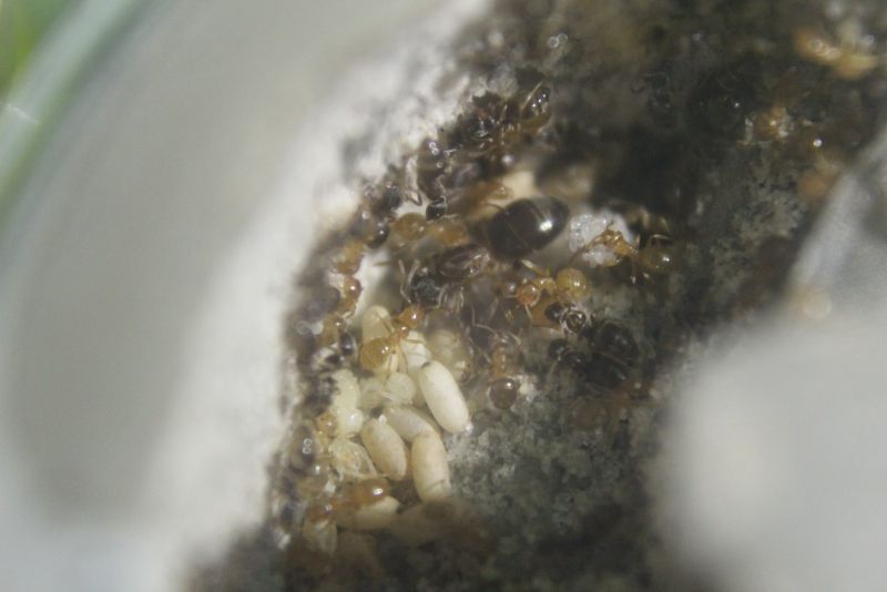 Lasius aphidicola