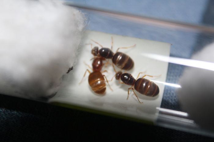 Lasius brevicornis Queens