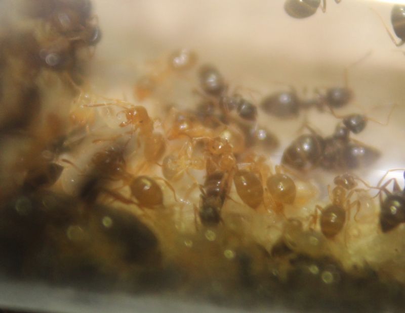 Lasius speculiventris