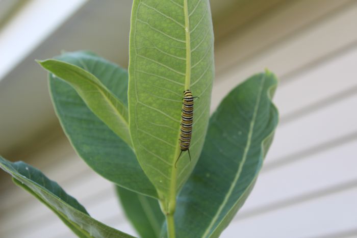 Monarch Caterpillar