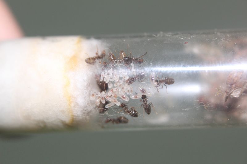 Lasius aphidicola