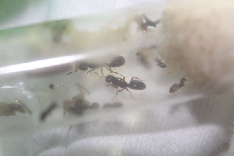 Lasius claviger