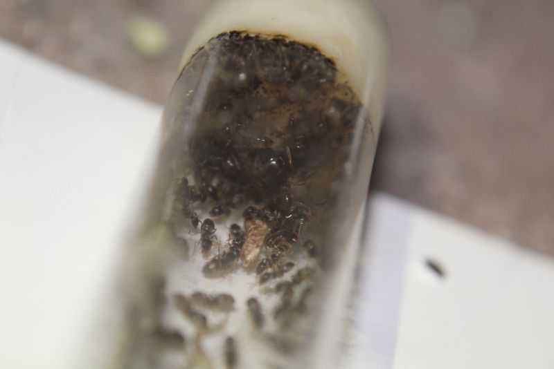 Lasius aphidicola