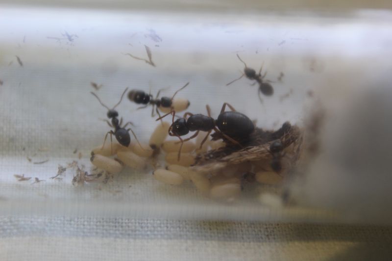 Lasius aphidicola