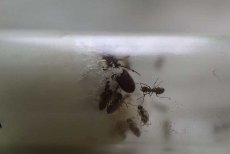 Lasius clavipes