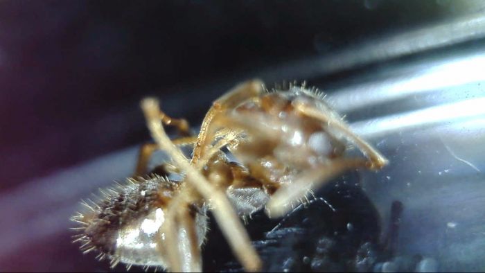 Lasius crypticus