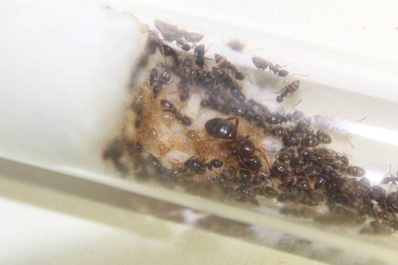 Lasius speculiventris