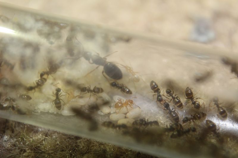 Lasius speculiventris